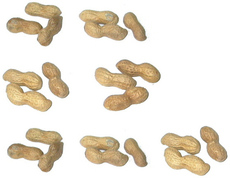 Erdnüsse-7x3.jpg